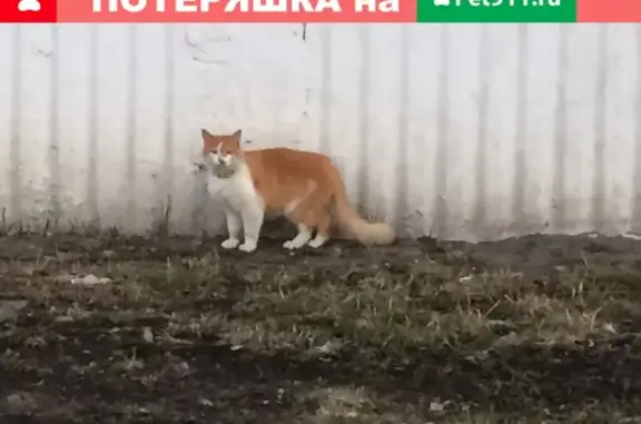 Найдена кошка на ул. Будапештская, СПб Фрунзенский район
