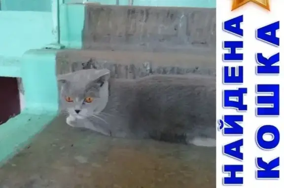 Найдена кошка в районе Каравая, ищем старых хозяев или новый дом