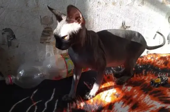 Пропала лысая кошка в Саратове, Россия