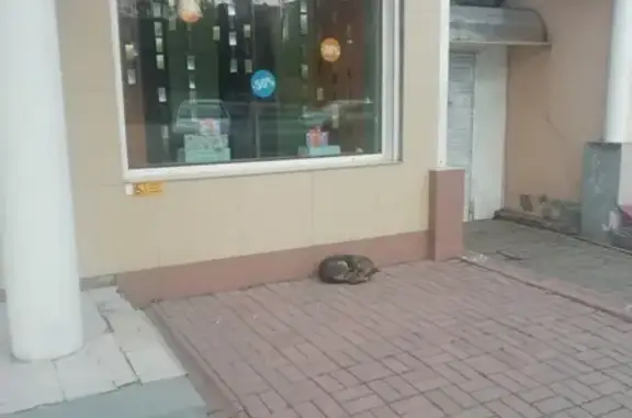 Найден щенок на бульваре Строителей, Кемерово
