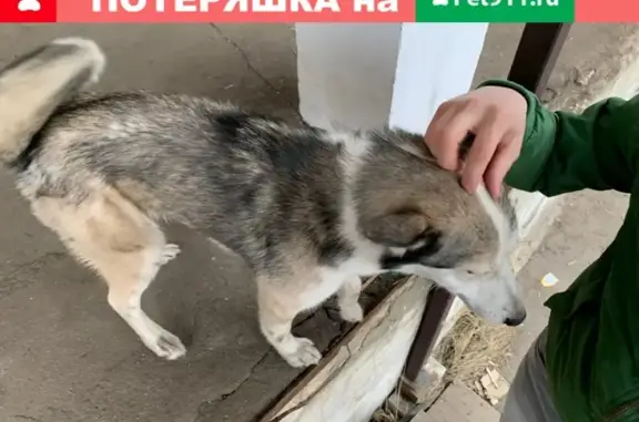 Найдена собака с ошейником на ул. Кирова, Орехово-Зуево