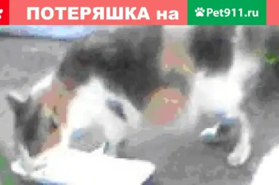 Кошки потеряшки, Тамбов, фото: Потеряшка трехцветная кошка на Моршанском шоссе