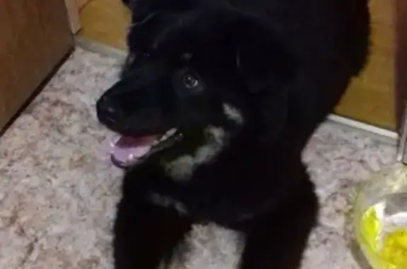 Найдена собака в Кожухово, Москва
