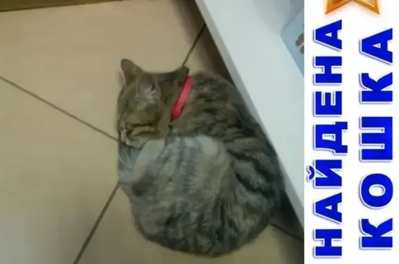 Потеряна кошка в п. Рябково, Курган