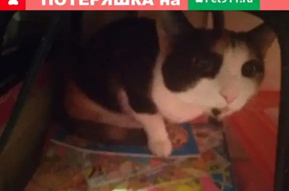 Пропала кошка Маша на Байкальской