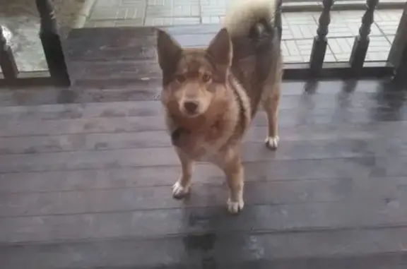 Собаки потеряшки, садовое товарищество Липки, фото: Потеряшка собака в СНТ Липки, глубоко беременная!