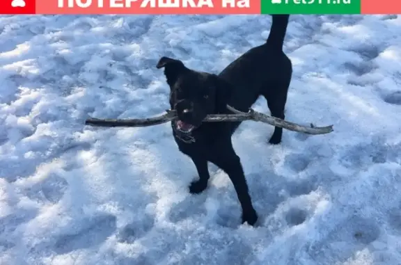 Пропала собака Лорд возле строительства метро в Омске