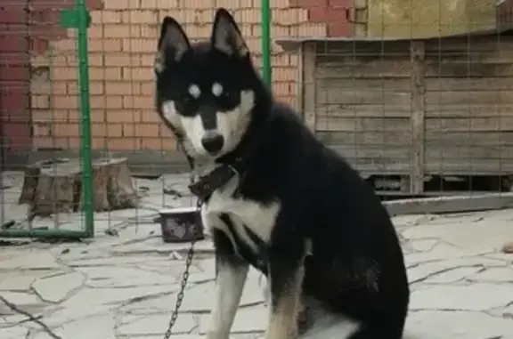 Пропал пёс Макс на ул. Тагильской (Орск)