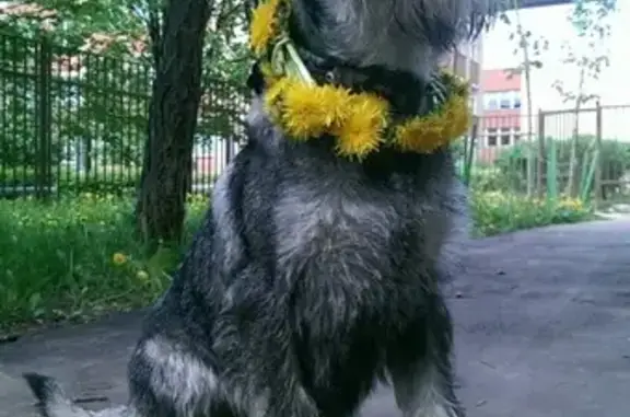 Пропала собака Рыся в районе Пограничного института, Голицыно.