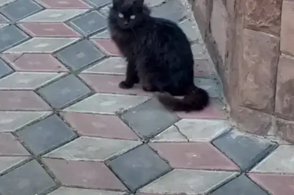 Найдена черная кошка в Старой Купавне