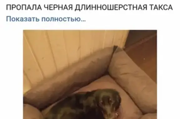 Пропала собака в Балашихе, ошейник Мая Россия