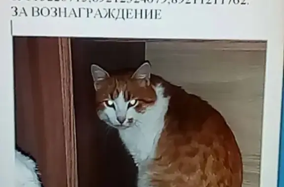 Пропала кошка на ул. Маяковского, д. 41, Вологда