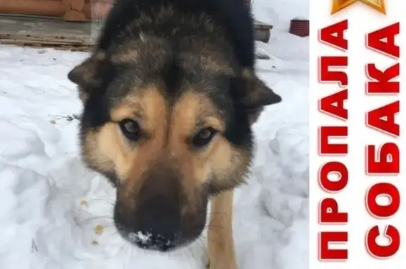 Пропала собака Кобель возрастом 3 года в Петрозаводске, Республика Карелия
