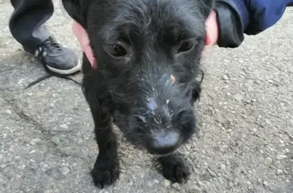 Найдена чёрная собака в Новокузнецке