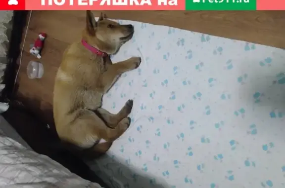 Собака найдена на ул. Генерала Мельникова, Ульяновск