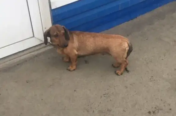 Найдена собака на Перекрестке героев Танкограда в Челябинске