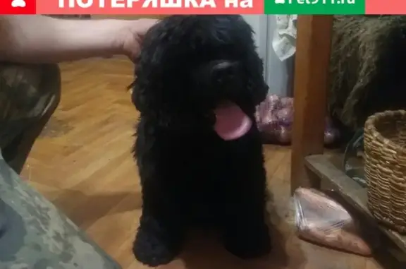 Собака найдена на станции Гжель в Раменском районе