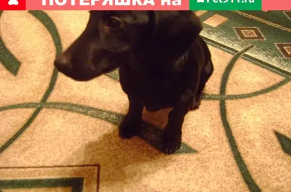 Найдена собака на П.Покровского в Великом Устюге