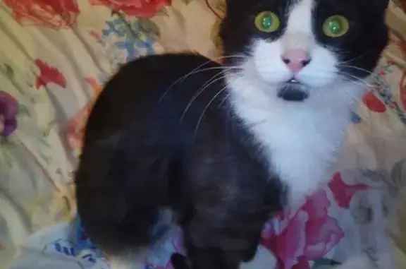 Кошки потеряшки, Киров, фото: Потеряшка кот на ул. Попова 25, Киров