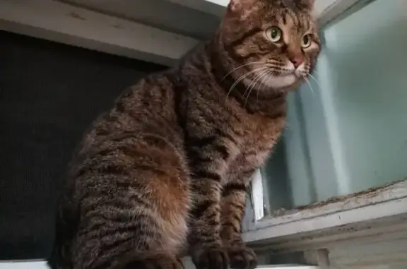 Пропал кот Кузя в Краснообске