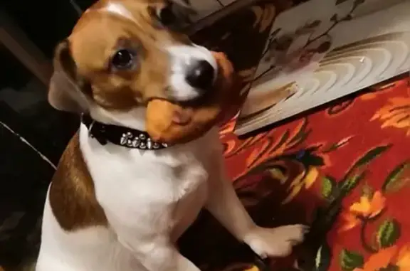 Собаки потеряшки, Новокузнецк, фото: Потеряшка собака Ёсик в Новокузнецке