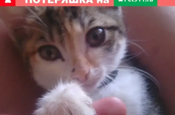 Пропала кошка в Кемерово, помогите найти!