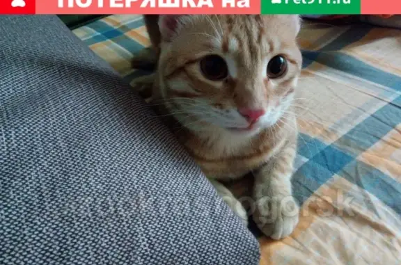 Пропала кошка в Красногорске, вознаграждение.