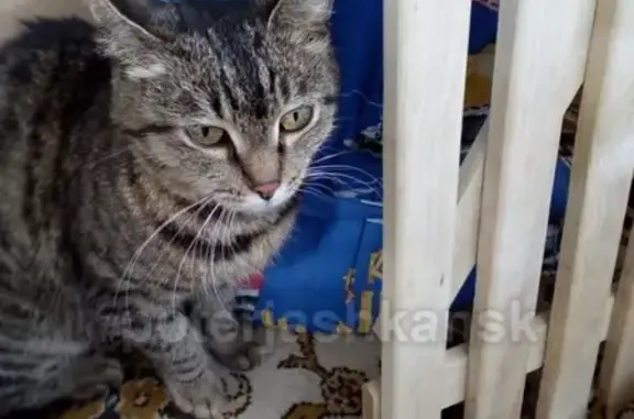 Найдена кошка с ошейником в Новосибирске, звоните Елене
