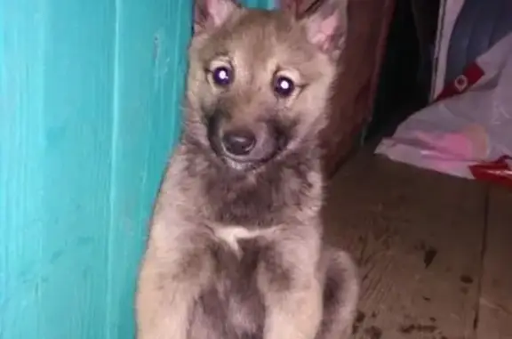 Пропала собака на Мошковском заливе, Конаково