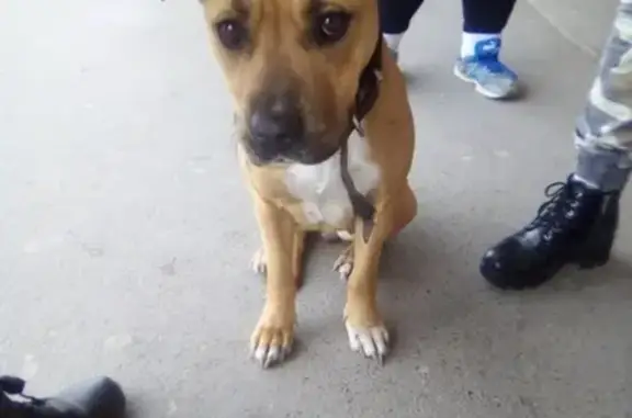 Найдена собака в Ростове на северном р-не