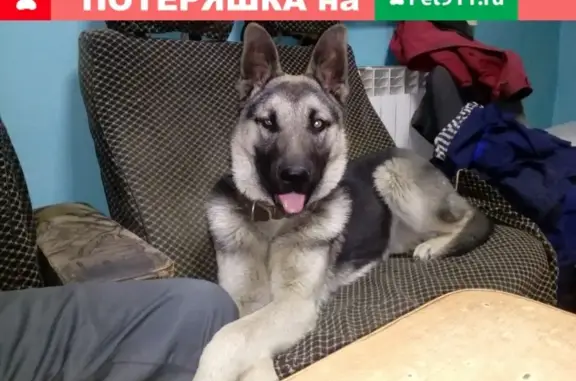Пропала собака Гром в Димитровграде
