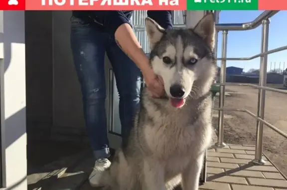 Найдена собака в Гостилово, Воскресенск.