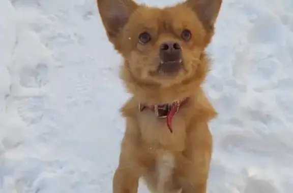 Собаки потеряшки, Тверь, фото: Потеряшка собака в Сахарово, ищем Рекса!