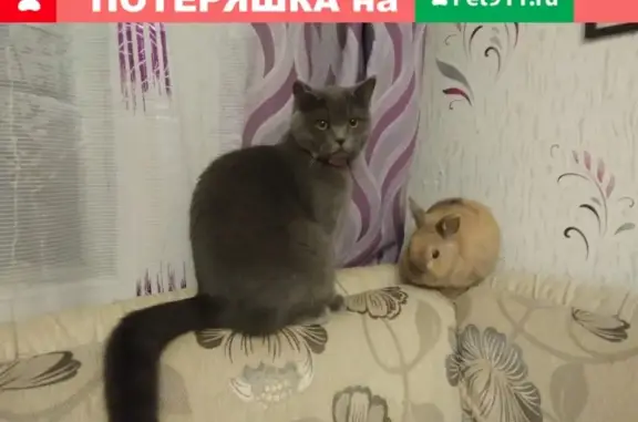 Пропала кошка на улице Пролетарской, г.Старая Купавна, ищем Боню!