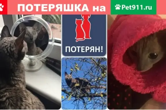 Пропала кошка на улице Халтурина #ПОТЕРЯН_КОТОПЕС39