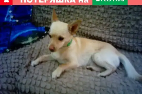 Собачка найдена в Строителе, Белгород.