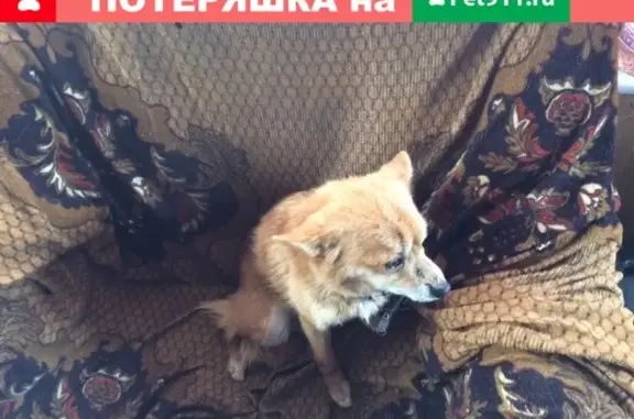 Найдена собака в поселке Калач, Лискинский район