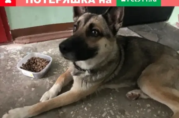 Найдена собака на улице Курская, Казань
