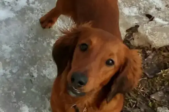 Собаки потеряшки, Давыдовщина, фото: Потеряшка собака Гарик в д. Ярынья, Крестецкий район, Новгородская область