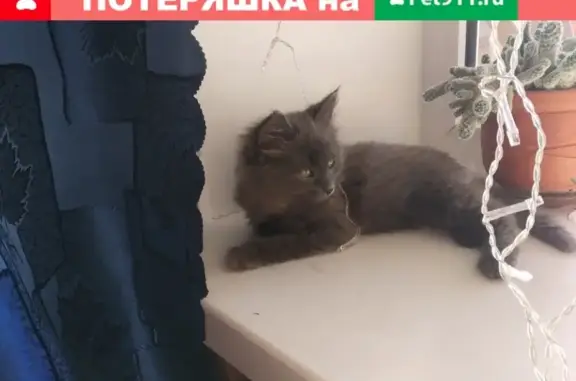 Найден ухоженный серый котенок на ул. Чудова
