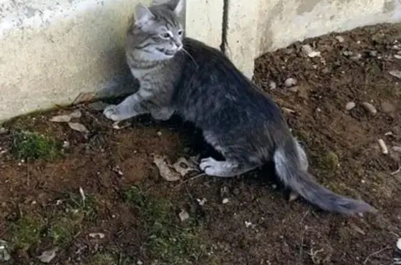 Найден котенок на ул. Мира, Балашиха-1