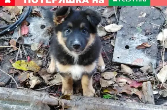 Собаки потеряшки, Нижний Новгород, фото: Потеряшка собака в СНТ 