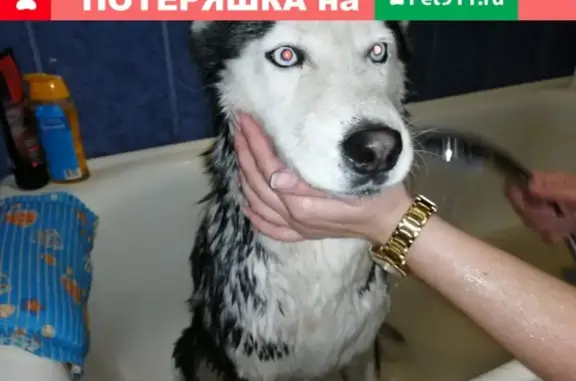 Найдена собака у молкомбината в Ростове