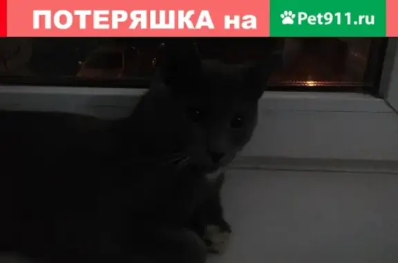 Найден кот на Коптевской, 28к2, 4 подъезд