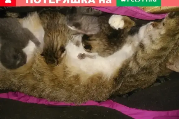Пропала тегристая кошка Маша, Октябрьский, Башкортостан
