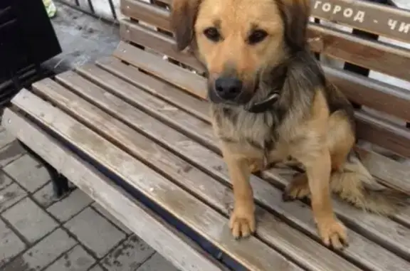Пропала собака в Верхнеуральске на улице Пугачева
