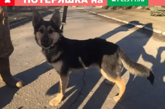 Собака найдена возле остановки Хим.завод, Владимир