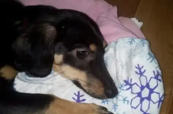 Найдена домашняя собака в Астрахани с красным ошейником
