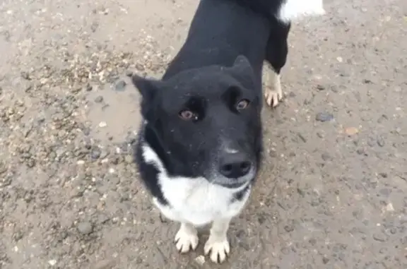 Собака найдена в Краснодаре, ищутся владельцы или новые хозяева!