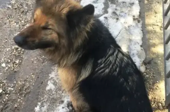 Найдена собака в Шумейке, ищем хозяев